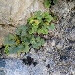 Asplenium ruta-muraria Leaf
