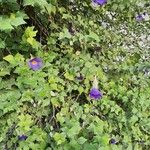 Thunbergia erecta Leaf