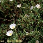 Cistus x sahucii Libunga