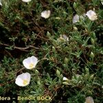 Cistus x sahucii Habitat