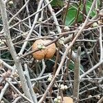 Chaenomeles japonica Habit