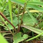 Setaria viridis Casca