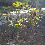 Banksia robur Pokrój