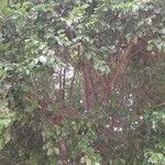 Ficus benjamina Buveinė