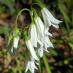 Allium triquetrumBlodyn