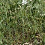 Ornithogalum narbonense Habit