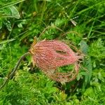 Geum montanumFruit