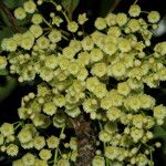 Elaeocarpus vieillardii 花