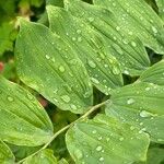 Polygonatum biflorum Leaf