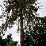 Picea abies Облик