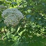 Sorbus americanaBloem