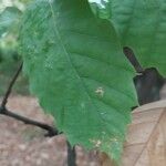 Castanea dentata Leaf