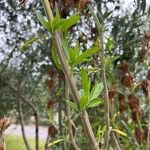 Leonotis leonurus Leaf