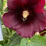 Alcea setosaFlower