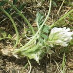 Astragalus depressus Costuma