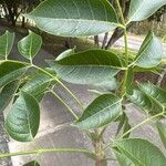 Swietenia macrophylla Leaf