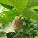 Nauclea latifolia Frukto