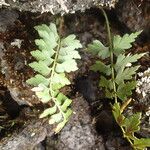 Asplenium aethiopicum 葉