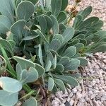 Hertia cheirifolia List