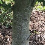 Quercus agrifolia Corteza