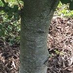 Quercus agrifolia Bark