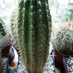 Echinopsis huascha Corteza