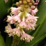 Eucomis autumnalis