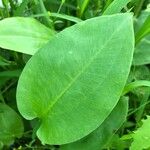 Alisma plantago-aquatica Fuelha