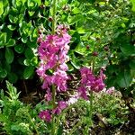 Matthiola incana Hábito