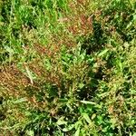 Rumex acetosella Natur