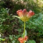 Gentiana purpurea Floare