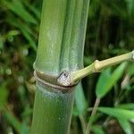 Phyllostachys sulphurea Bark