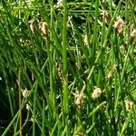 Eleocharis palustris عادت داشتن