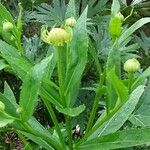Helenium autumnale Çiçek