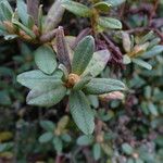 Rhododendron hippophaeoides Folha