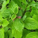 Lamium orvalaFoglia