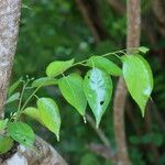 Grewia flavescens Leaf