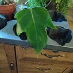 Philodendron panduriforme List