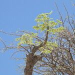 Moringa ovalifolia Leaf