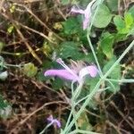 Dicliptera resupinata Λουλούδι