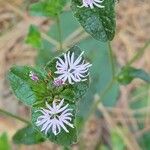 Elephantopus elatus Flor