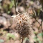 Trifolium angustifoliumFruitua