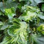 Hibiscus tiliaceus Blad