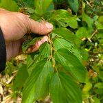 Flemingia strobilifera Folha