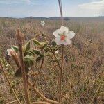 Hibiscus flavifolius Flower