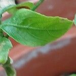 Ruellia tuberosa पत्ता