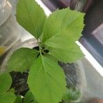 Cordia alba Yaprak