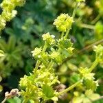 Alchemilla transiens Blüte