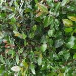 Catha edulis Συνήθη χαρακτηριστικά