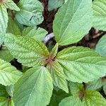 Acalypha virginicaЛисток